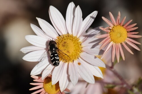 Unknown species found near University, Salt Lake City, UT, USA