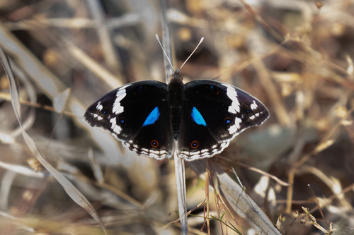 Blue-spot Pansy