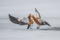 Ruddy Shelduck photo 3