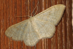 Idaea deversaria