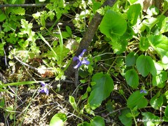Viola suavis