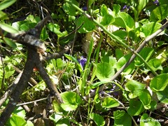 Viola suavis