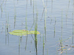 Schoenoplectus subterminalis