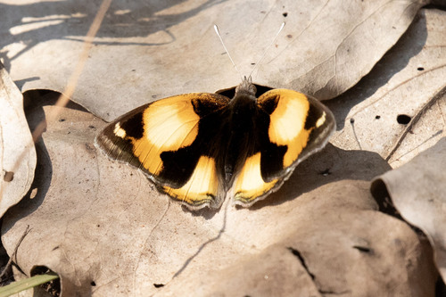 African Yellow Pansy
