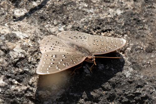 Guinea-fowl Butterfly