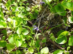 Viola suavis