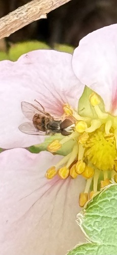 Unknown species found near Bacall Ln, Potomac, MD, US