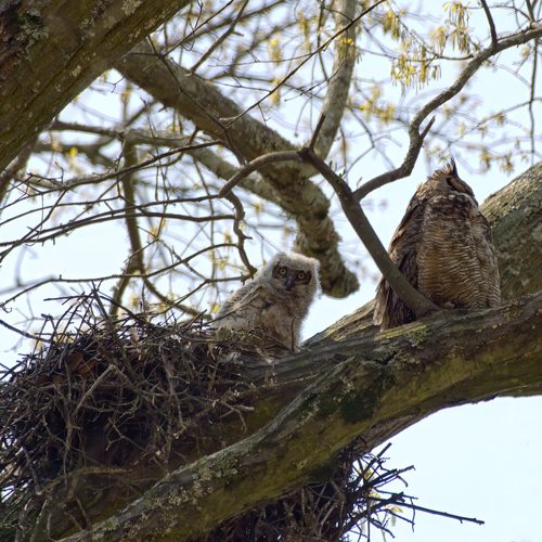 Great Horned Owl photographed in Georgia