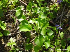 Viola suavis