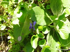 Viola suavis