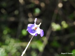 Viola suavis
