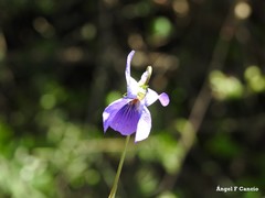Viola suavis