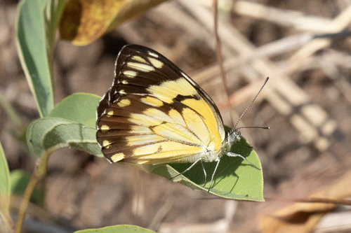 Southern African Caper White