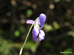 Viola suavis