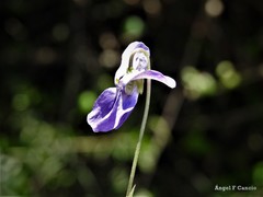 Viola suavis