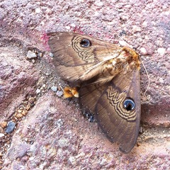 Dasypodia selenophora