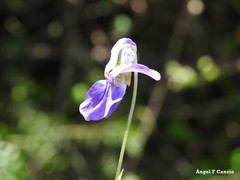 Viola suavis