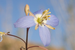 Heliophila lactea