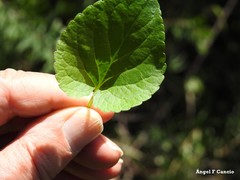 Viola suavis