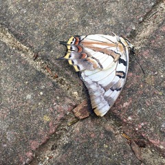 Charaxes sempronius