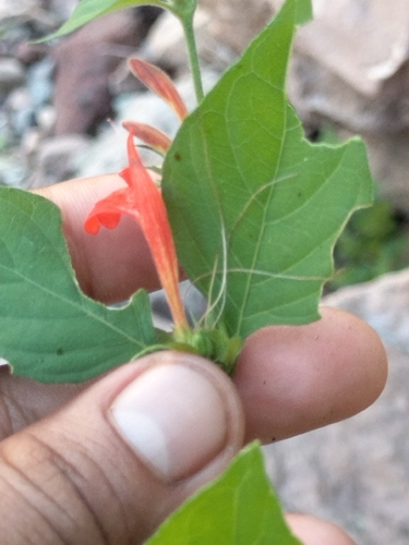 Dianthera candicans, photograph 4