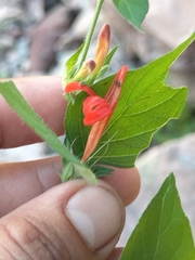 Dianthera candicans, photograph author not stated, no rights reserved