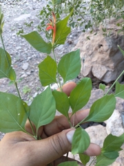 Dianthera candicans, photograph author not stated, no rights reserved