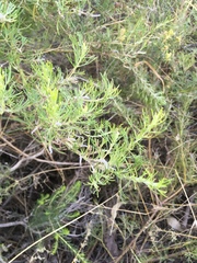 Grevillea crithmifolia