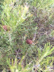 Grevillea crithmifolia