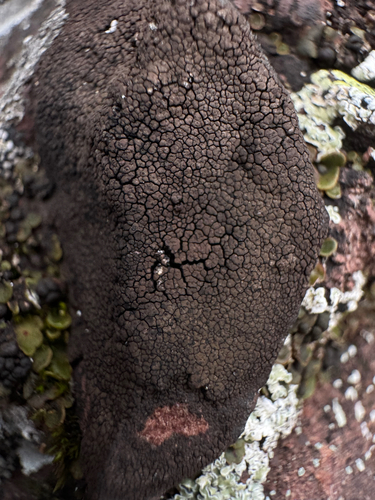 Drummond's rock pimple lichen