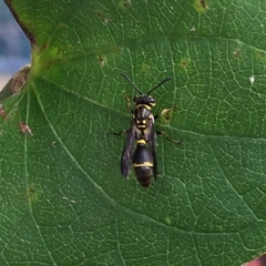 Ropalidia nigrescens