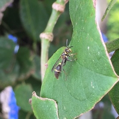 Ropalidia nigrescens