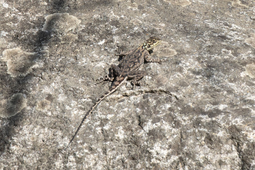 Namib Rock Agama
