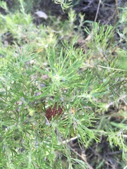 Grevillea crithmifolia