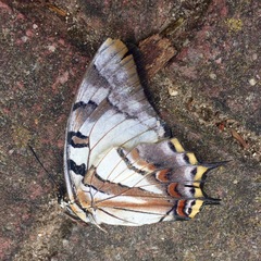 Charaxes sempronius
