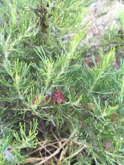 Grevillea crithmifolia