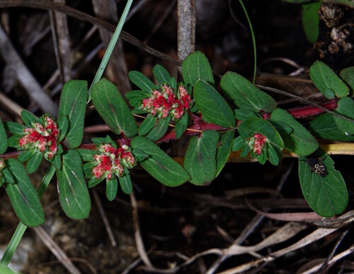 Euphorbia densiflora observed 2025-10-18