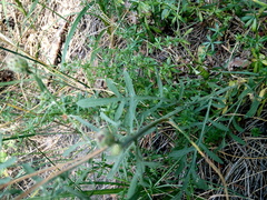 Centaurea borysthenica