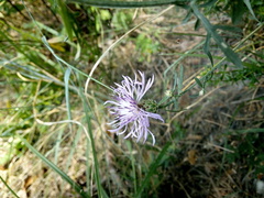 Centaurea borysthenica