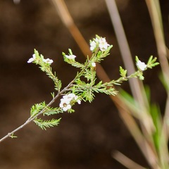 Harmogia densifolia