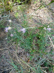 Centaurea borysthenica