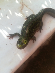 Triturus pygmaeus
