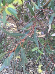 Eucalyptus macrandra