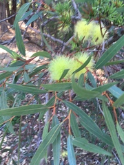 Eucalyptus macrandra