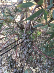 Eucalyptus macrandra
