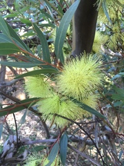 Eucalyptus macrandra