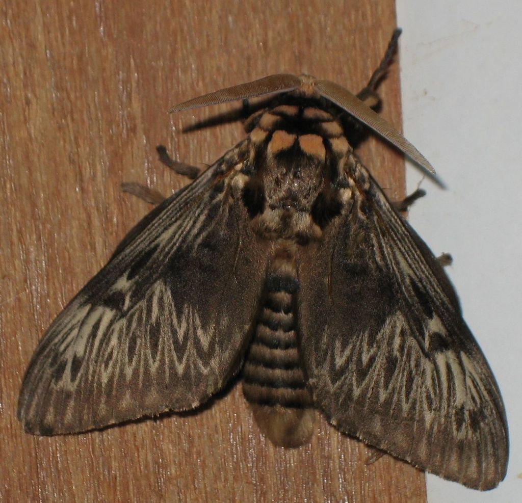 Podalia fuscescens
