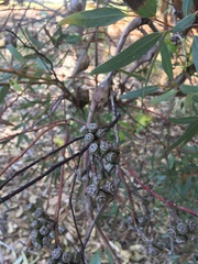 Eucalyptus macrandra
