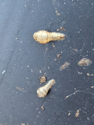 Unknown species found near Rural Hall, NC, USA