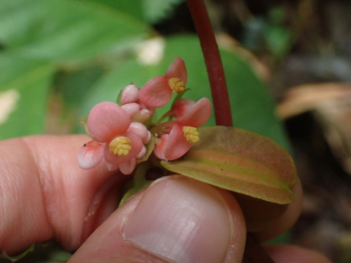 Begonia lazat